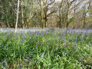 ... and bluebells